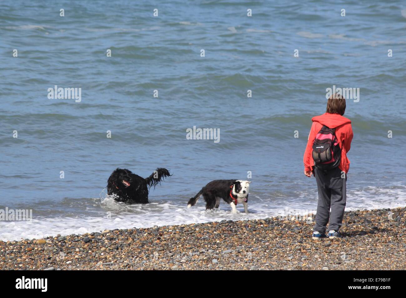 Due cani giocano in mare su Aberystwyth Beach Foto Stock