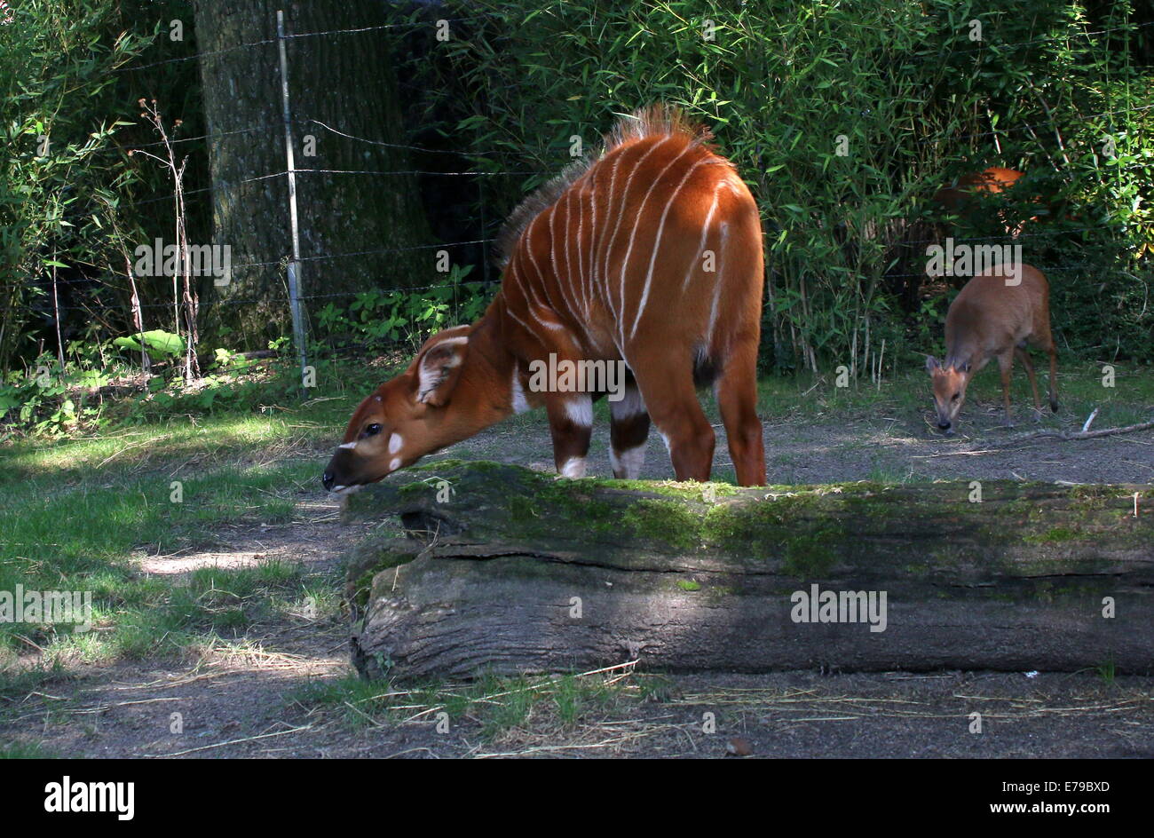 Femmina di antilope Bongo (Tragelaphus eurycerus) - Hamburger' Bush, lo Zoo di Arnhem, Paesi Bassi Foto Stock