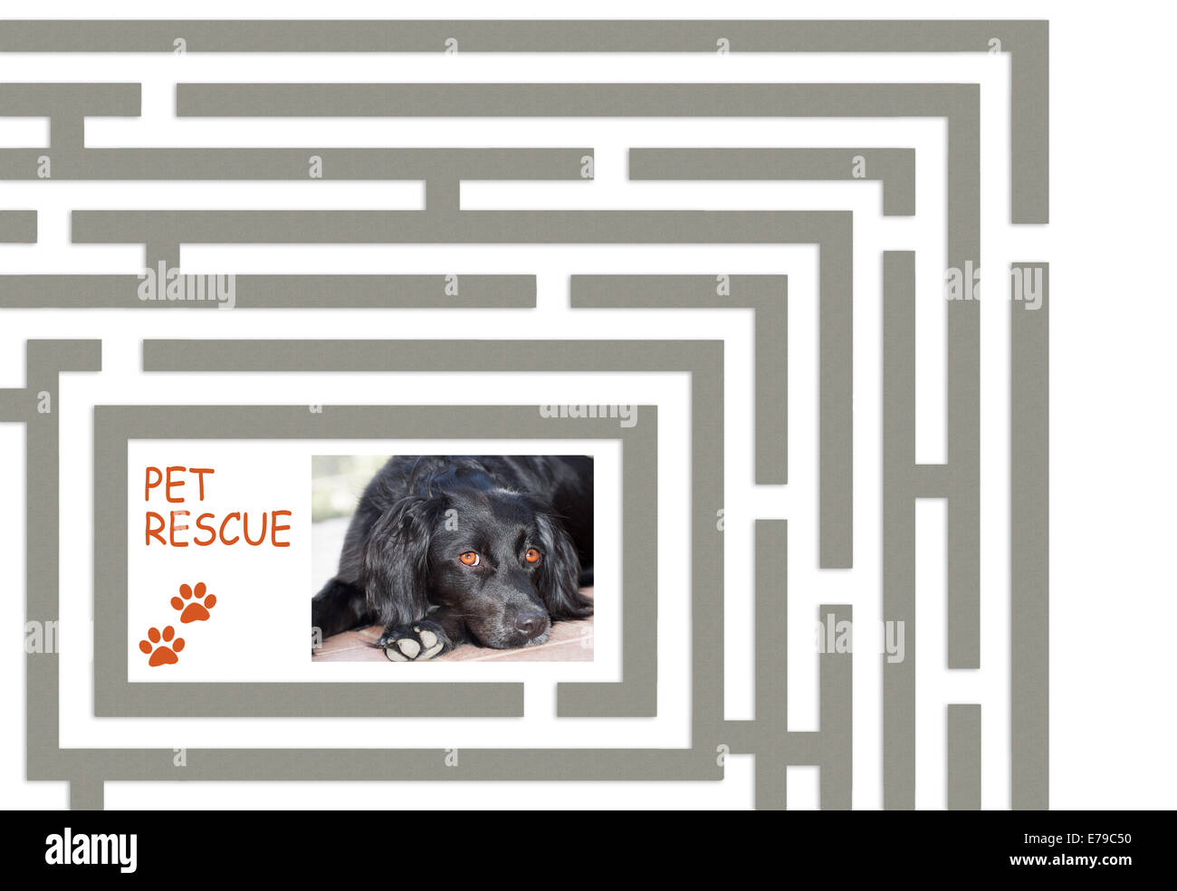 Pet concetto di salvataggio. Foto Stock