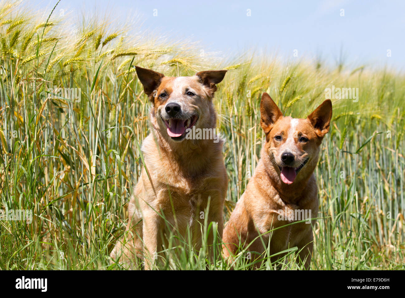 Due capi di bestiame australiani cani accanto a un campo, Germania Foto Stock