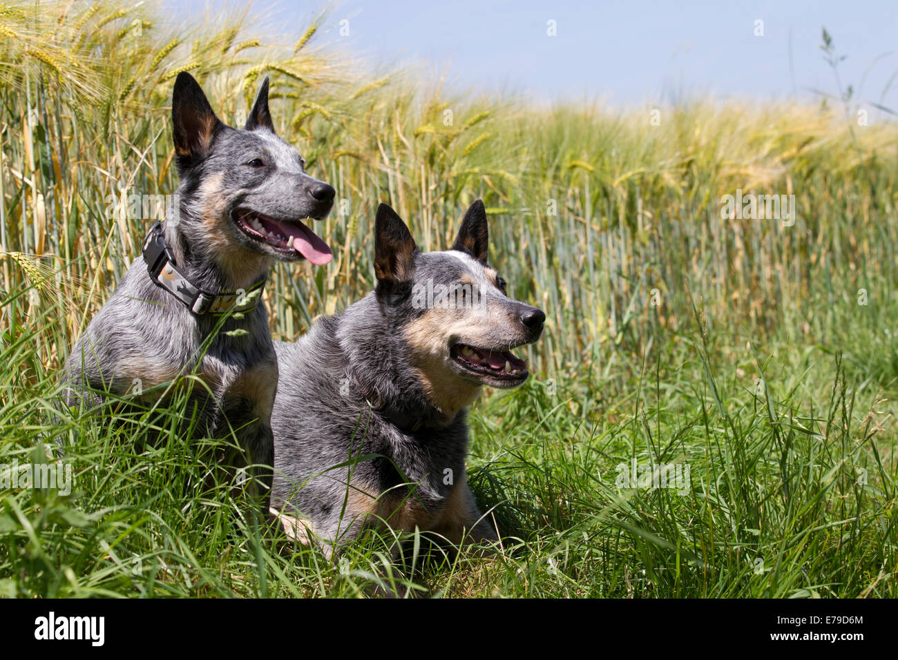 Due capi di bestiame australiani cani accanto a un campo, Germania Foto Stock