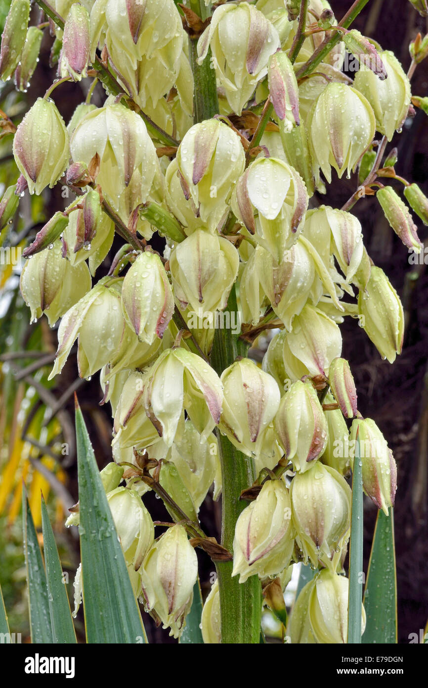 Adam's ago, spagnolo o a baionetta 1 cucchiaio di foglie di Yucca (Yucca filamentosa) durante la pioggia, Canton Ticino, Svizzera Foto Stock