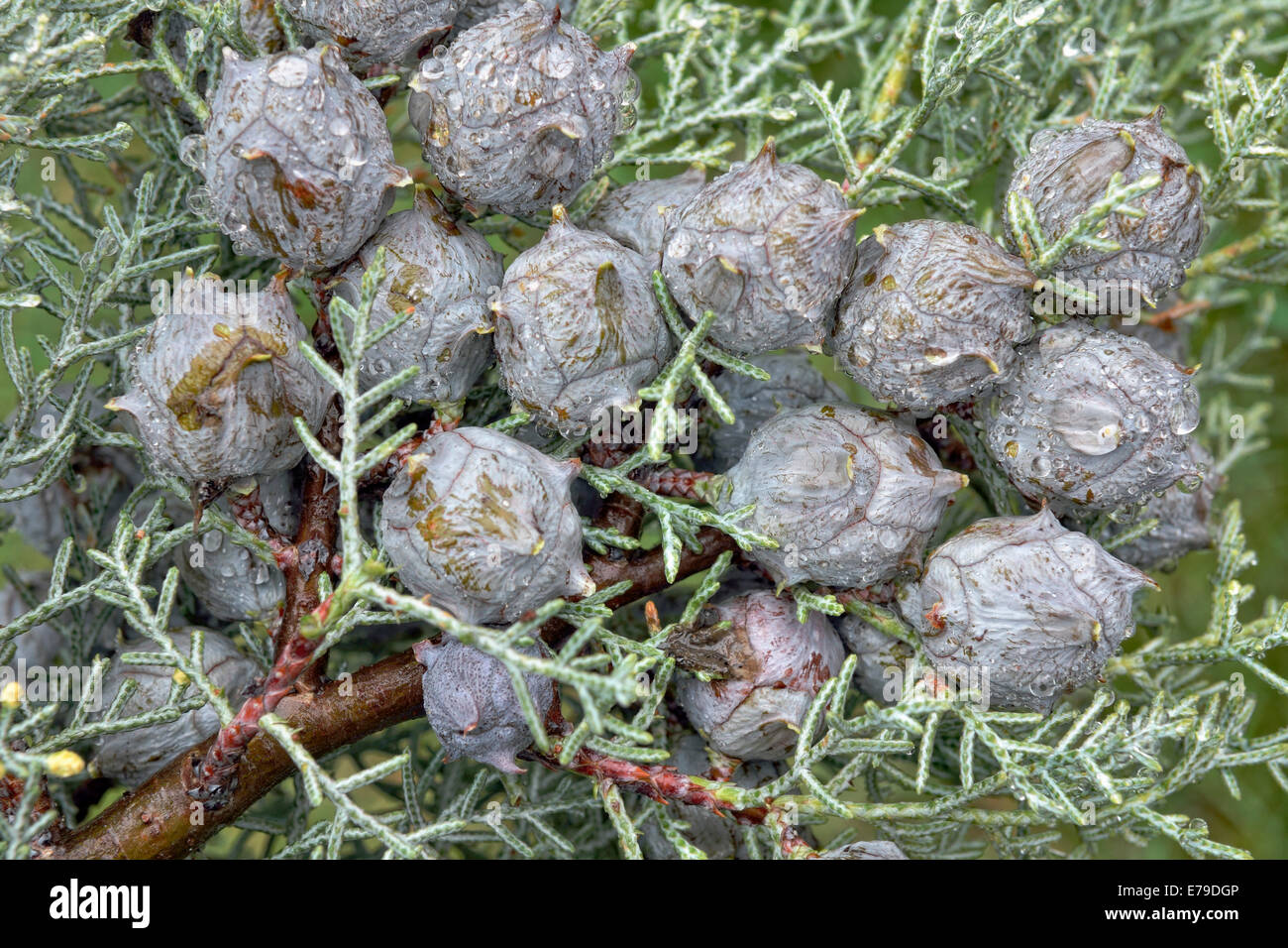 Cypress (Cypressus sp.) coni durante la pioggia, Canton Ticino, Svizzera Foto Stock