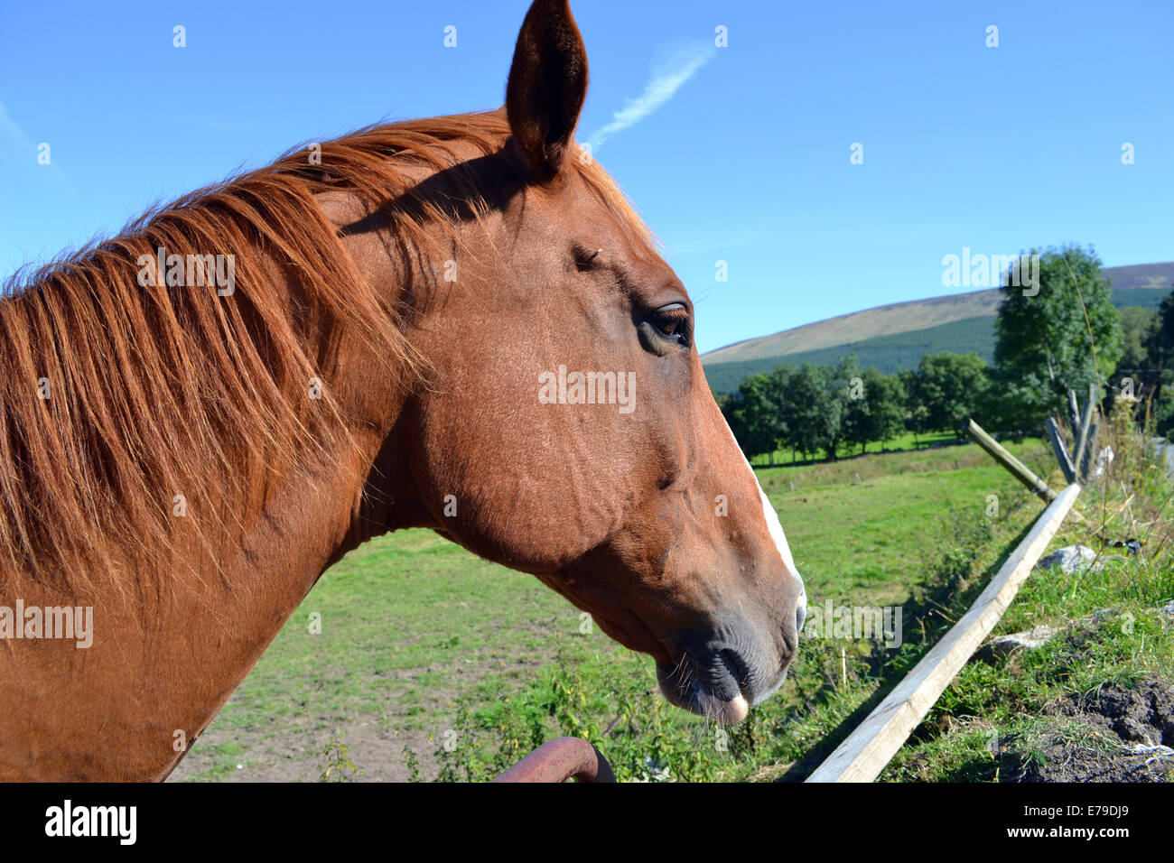 Cavallo di castagno profilo laterale Foto Stock