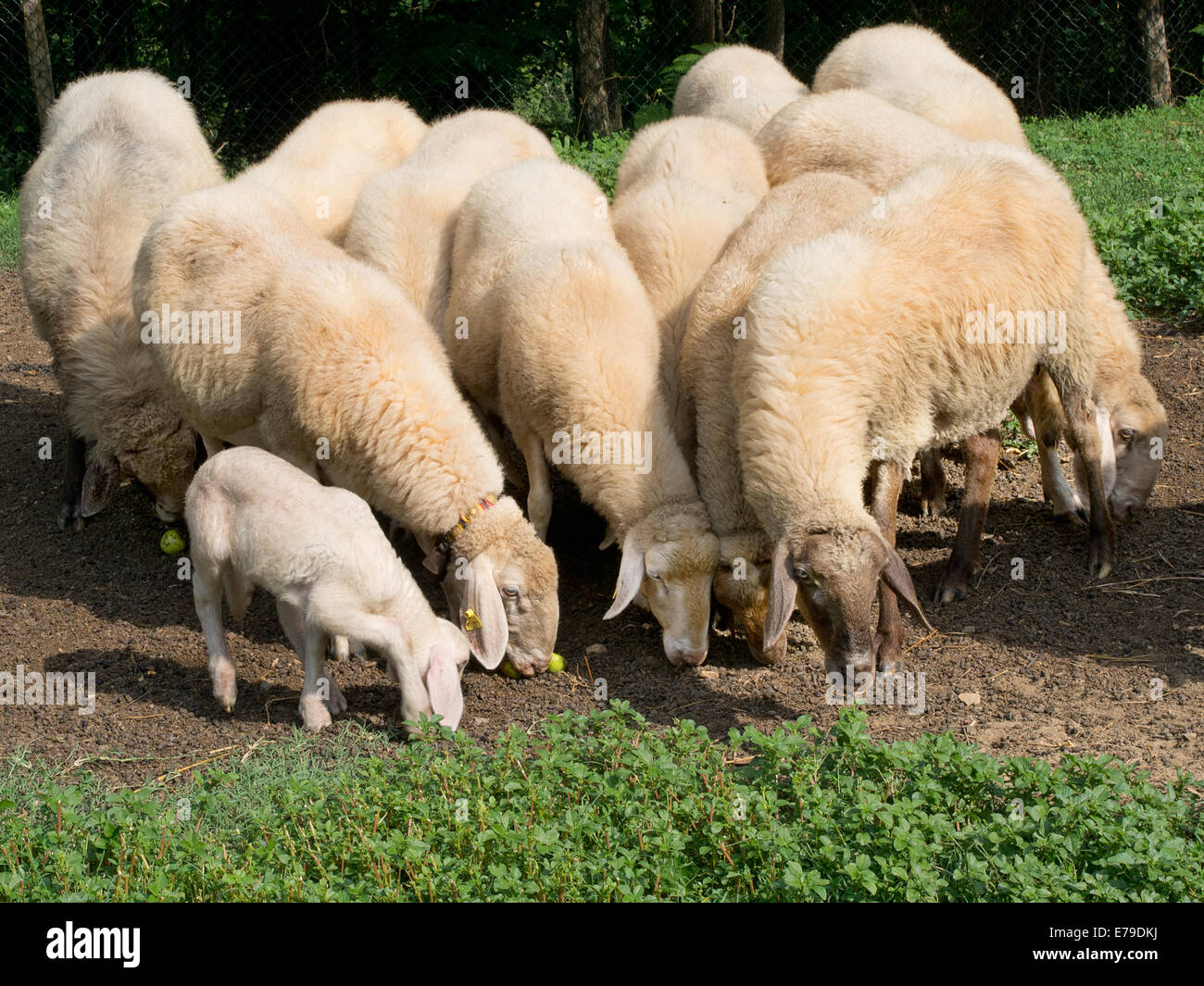 Le mele per il pranzo - piccolo gregge di pecore! Foto Stock