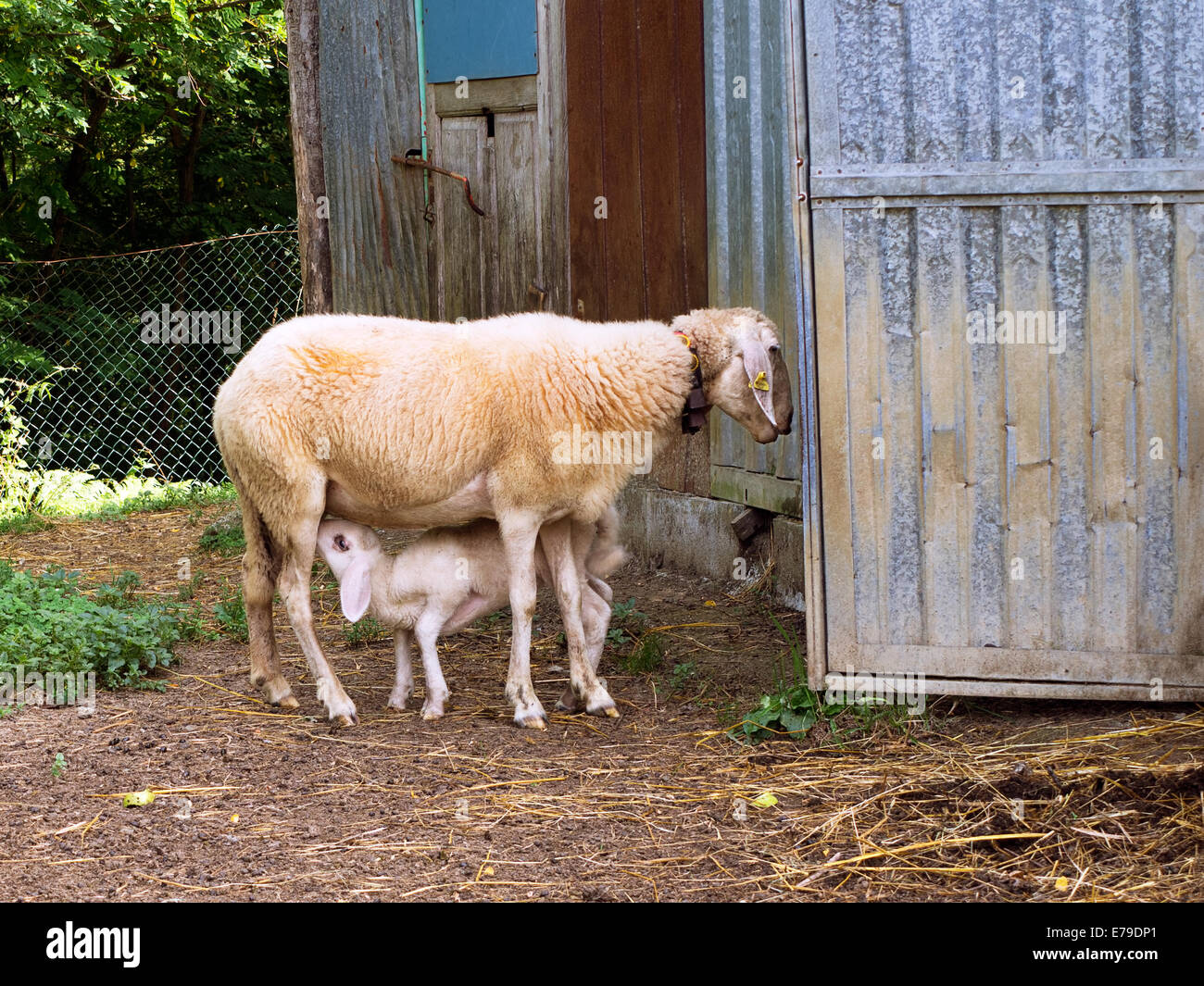 Pecora con agnello da latte dal capannone. Foto Stock