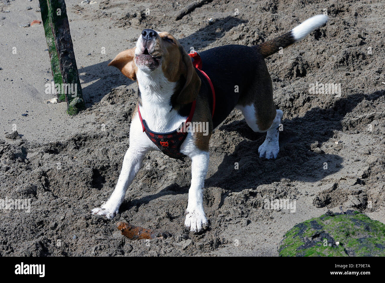 Cane Beagle baying sulla riva del fiume Tamigi a Londra Foto Stock