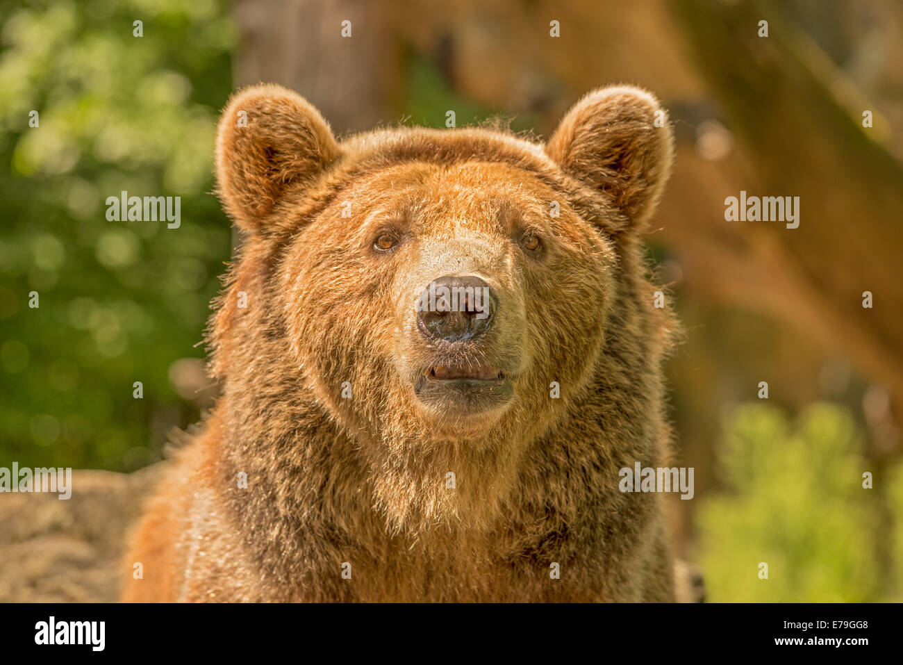 L'orso bruno (Ursus arctos) esaminando la fotocamera Foto Stock