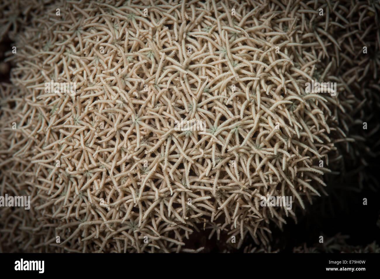 Organo a canne coral (Tubipora musica) cresce in Mar Rosso, Egitto Foto Stock