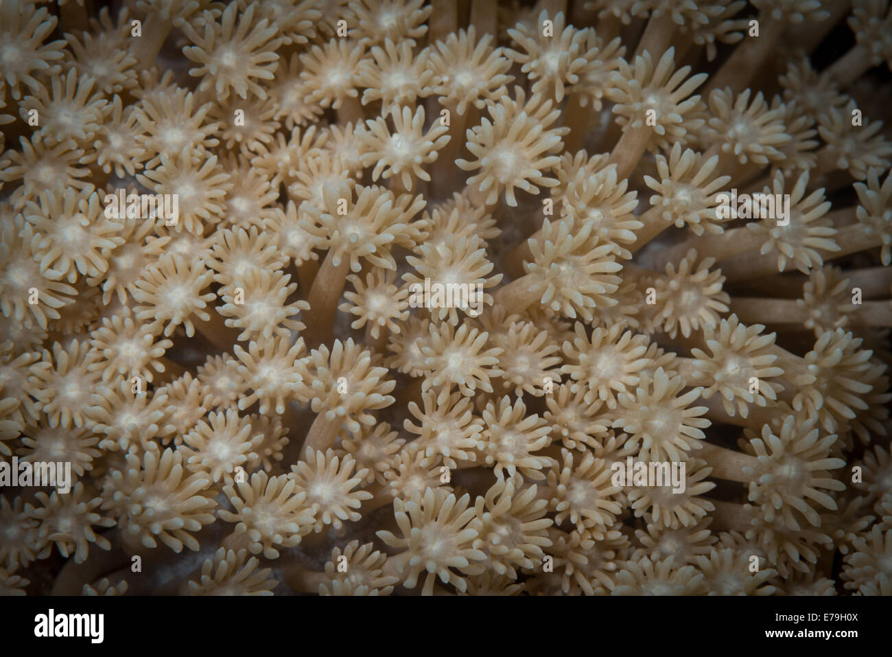 Alimentazione polipi Octocoral simile a fiori in Mar Rosso, Egitto Foto Stock