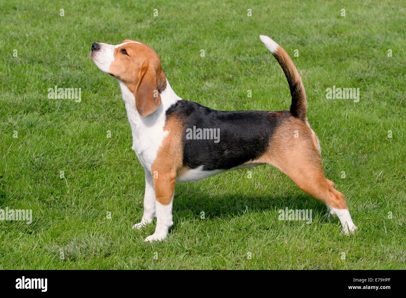 Il Beagle nel giardino di primavera Foto Stock