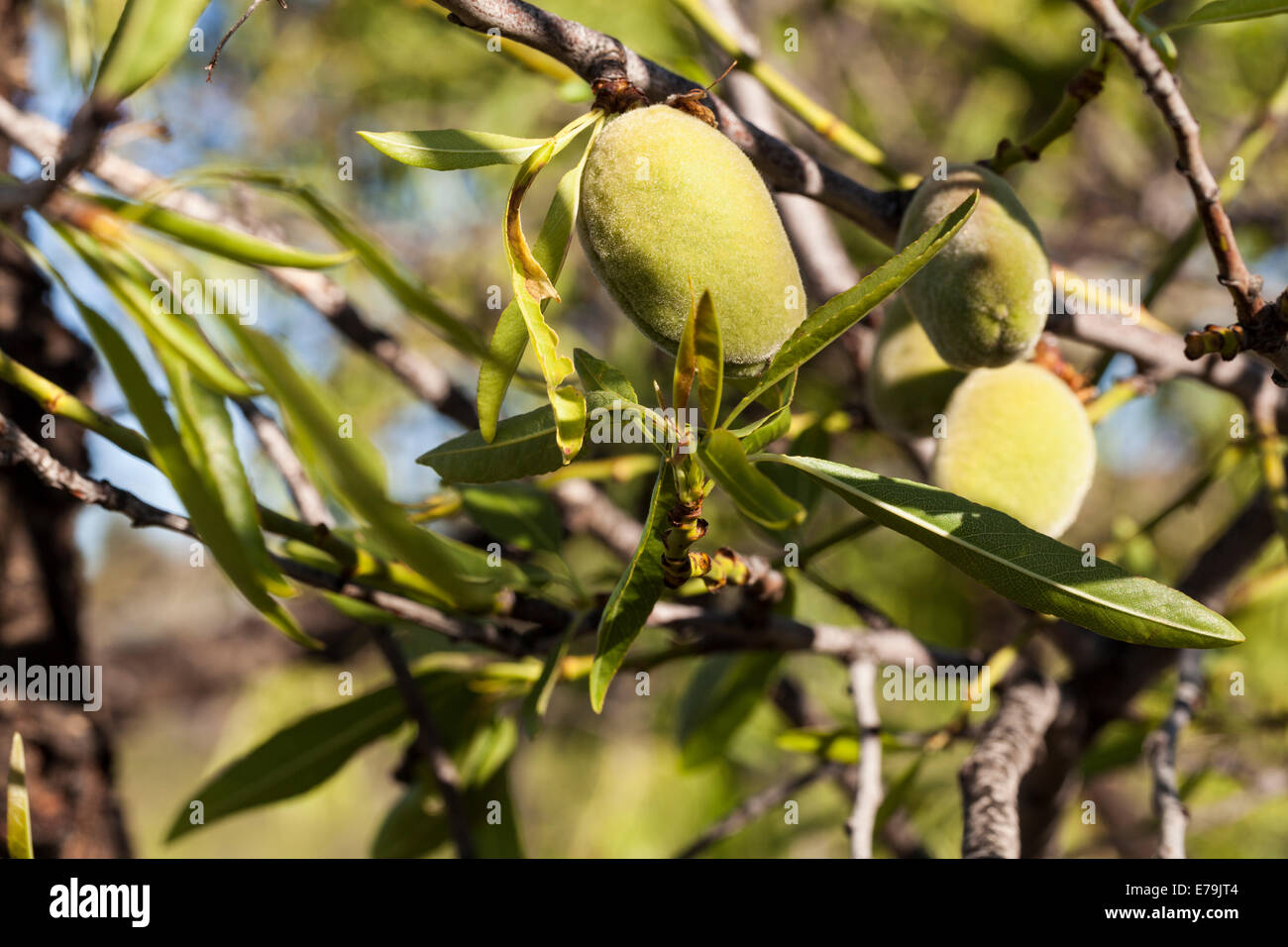 Prunus dulcis frutto di mandorla su un albero in Tenerife, Isole Canarie, Spagna Foto Stock
