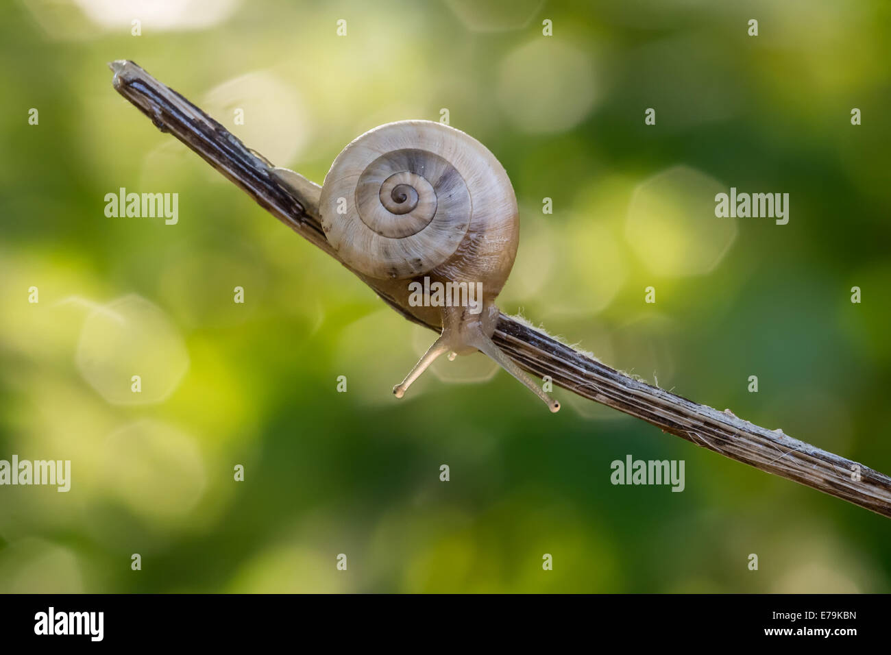 Riprese macro di una lumaca con un bel bokeh di fondo dietro Foto Stock