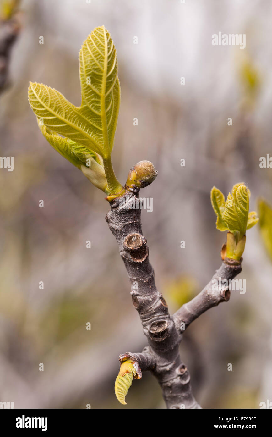Ficus carica bud partendo in primavera, Tenerife, Isole Canarie, Spagna. Per una maggiore profondità di campo vedere E79N7Y Foto Stock