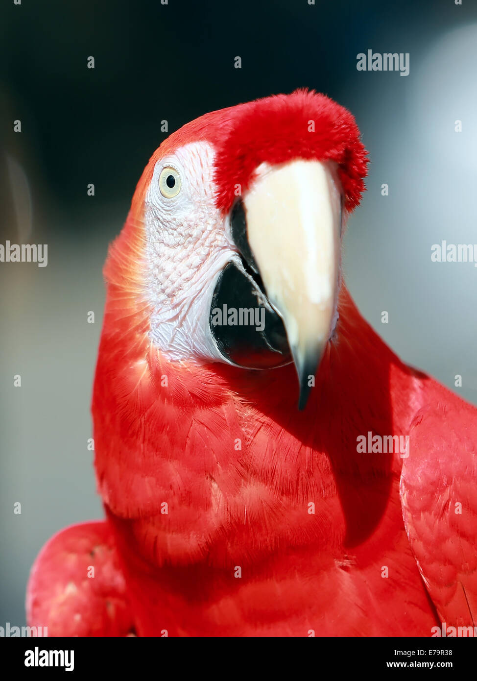 Parrot - Rosso Blu Macaw Foto Stock