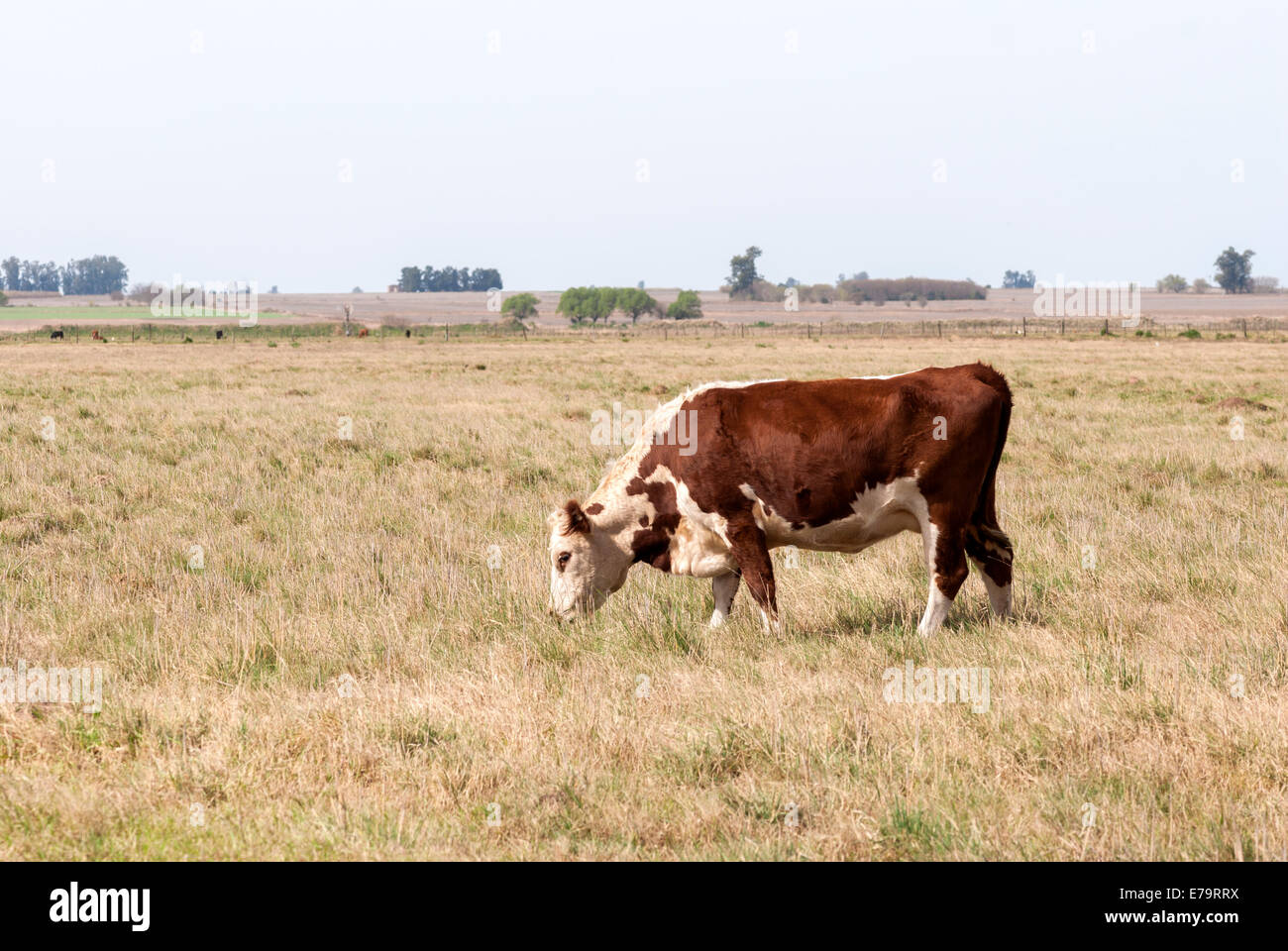 Un solitario cow pascolano in Argentina Foto Stock