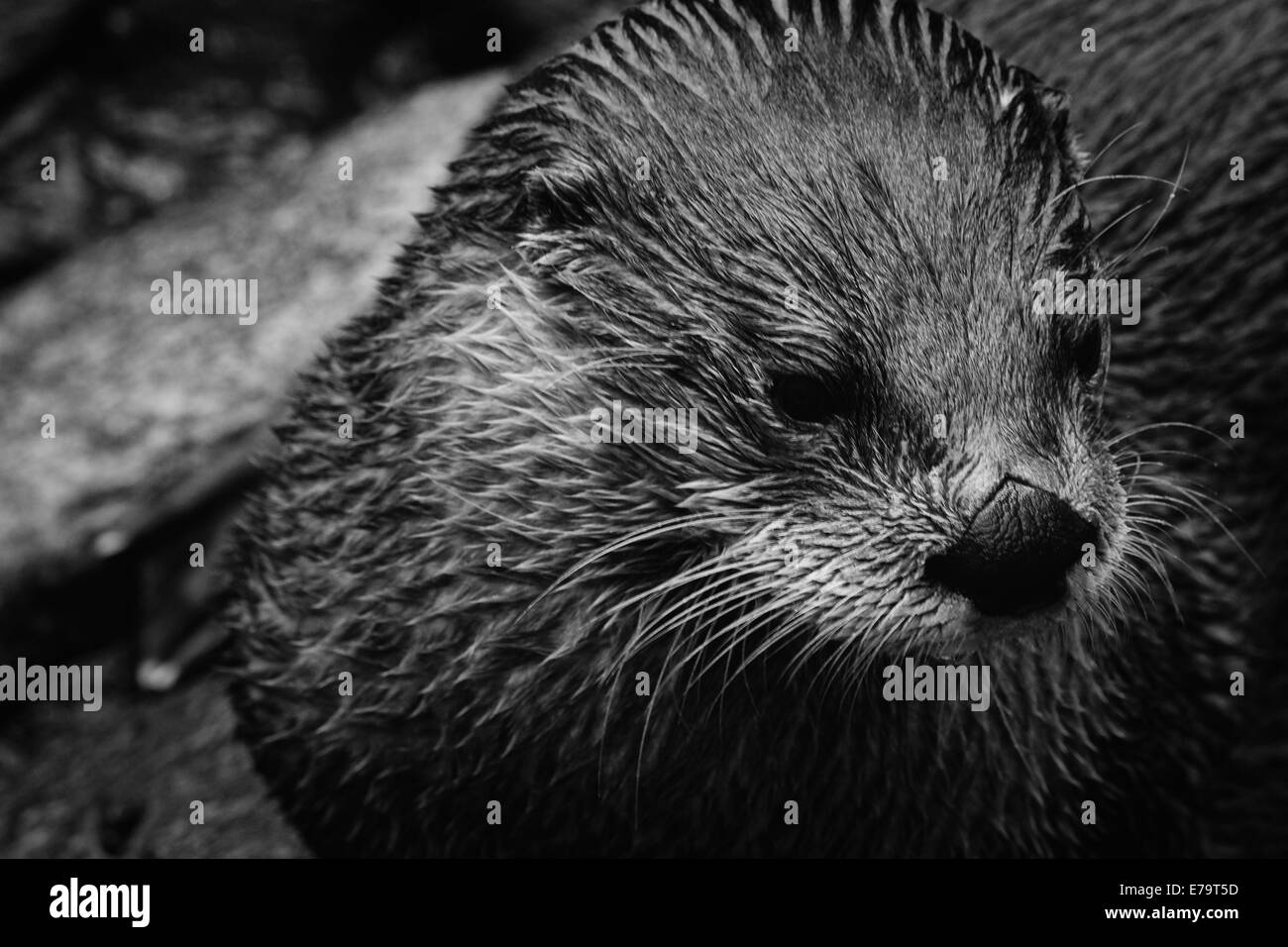 In bianco e nero di lontra - Riflessivo cercando di lontra in bianco e nero Foto Stock