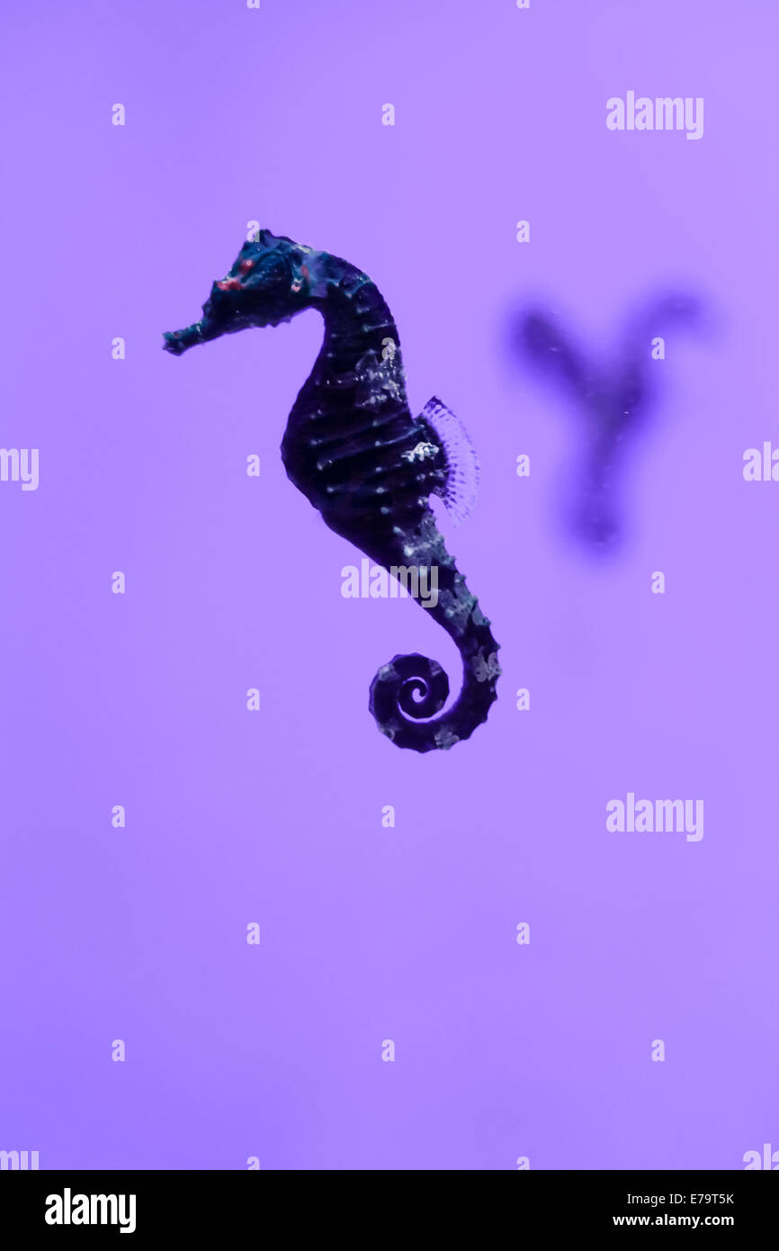Cavalluccio marino lilla - Cavalluccio Marino nuoto con uno sfondo viola Foto Stock