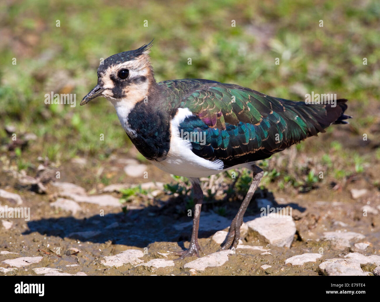 Pavoncella in stretta Foto Stock