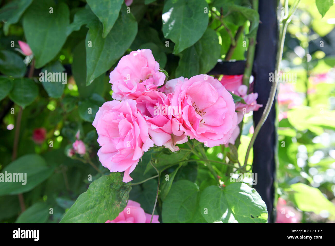 Rosa "Bantry Bay' nella luce solare pezzata Foto Stock