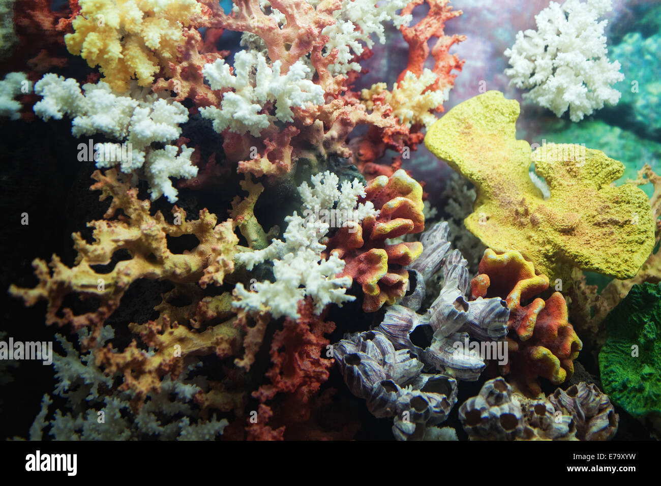Gruppo di colorati coralli vicino fino Foto Stock