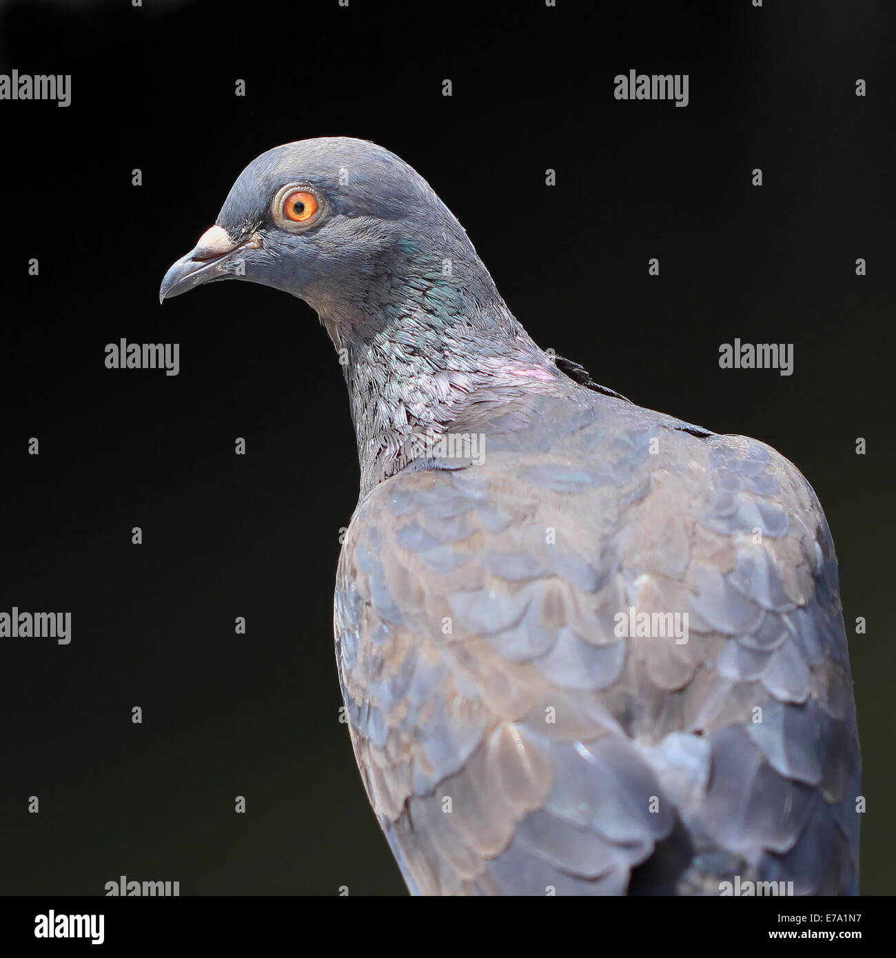 Primo piano della libertà pigeon Foto Stock