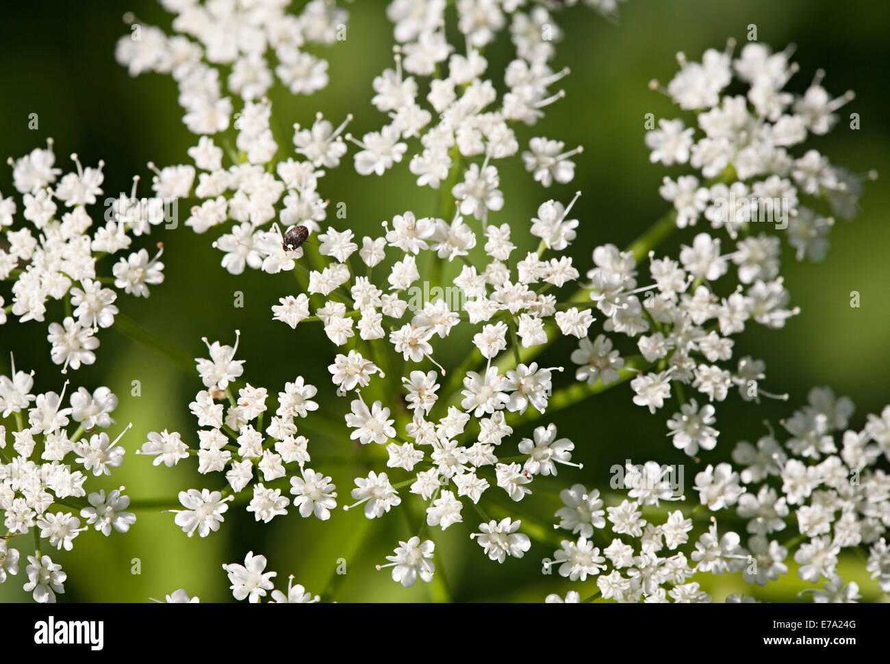 Piccoli fiori bianchi closeup con scarabeo nero su verde sullo sfondo di erba Foto Stock