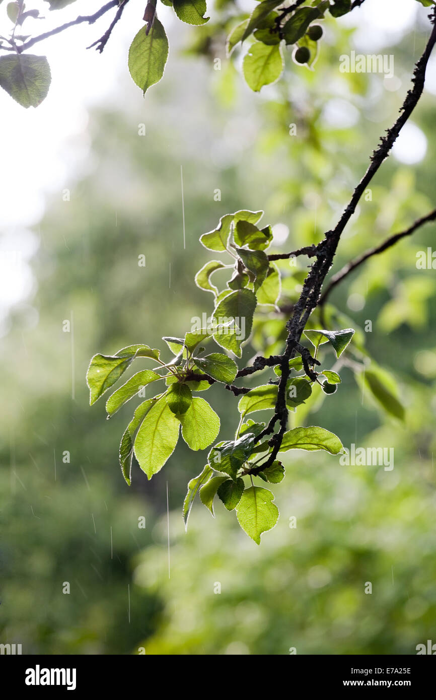 La pioggia caduta attraverso i rami degli alberi in giardino Foto Stock