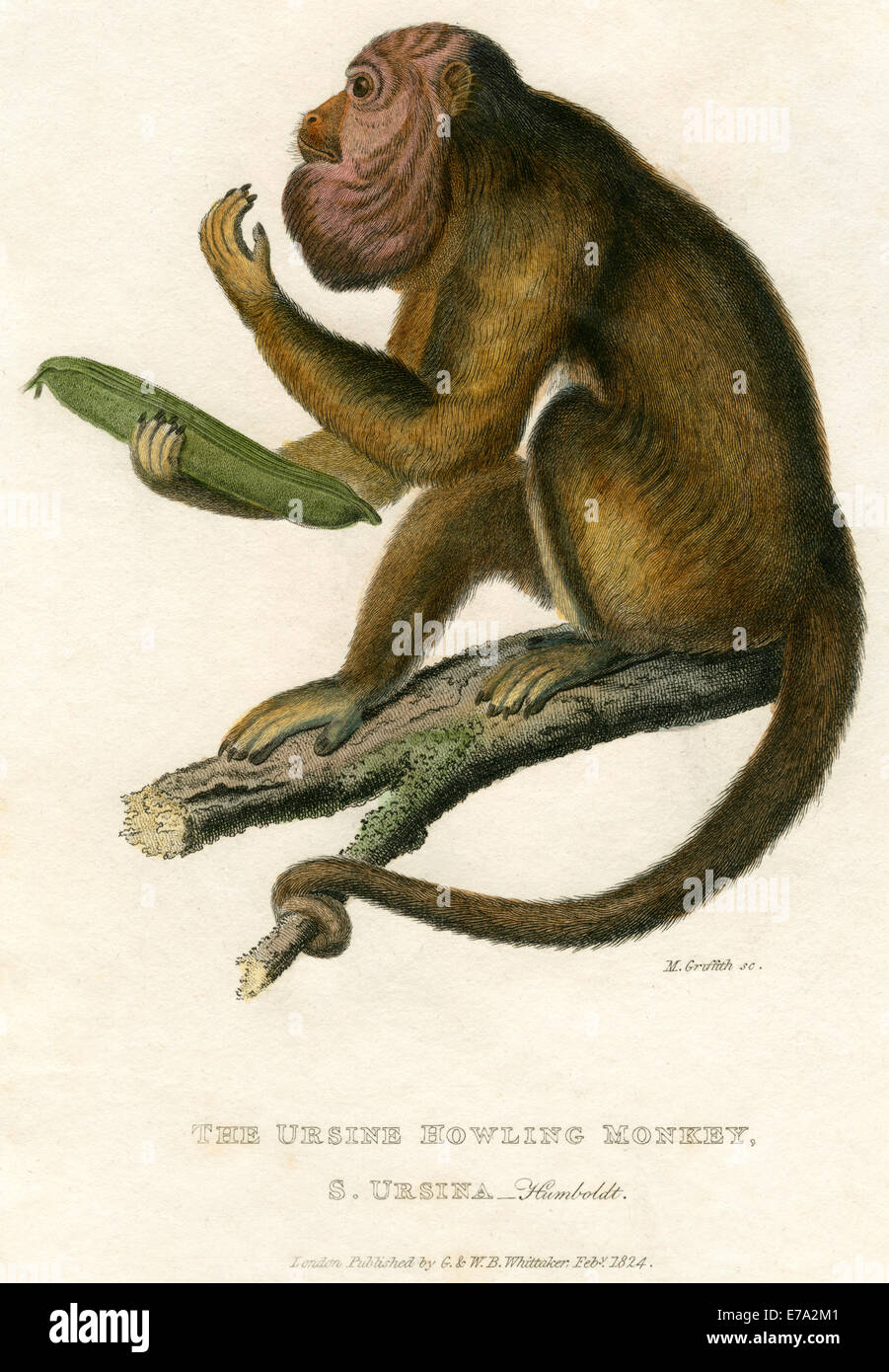 Ursine ululati scimmia, Hand-Colored incisione, 1824 Foto Stock