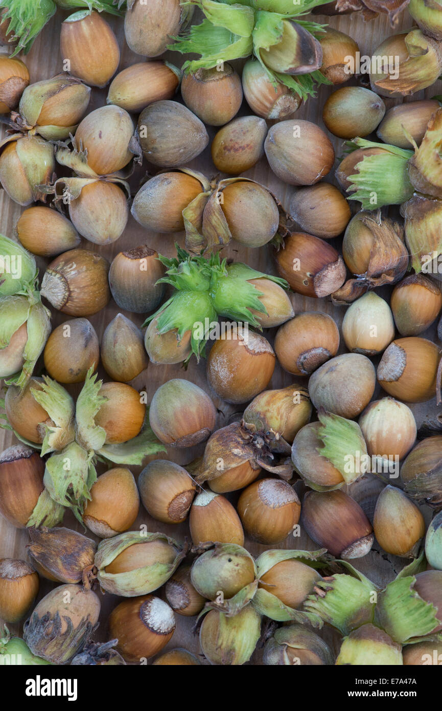 Nocciole raccolte / modello Cobnuts Foto Stock