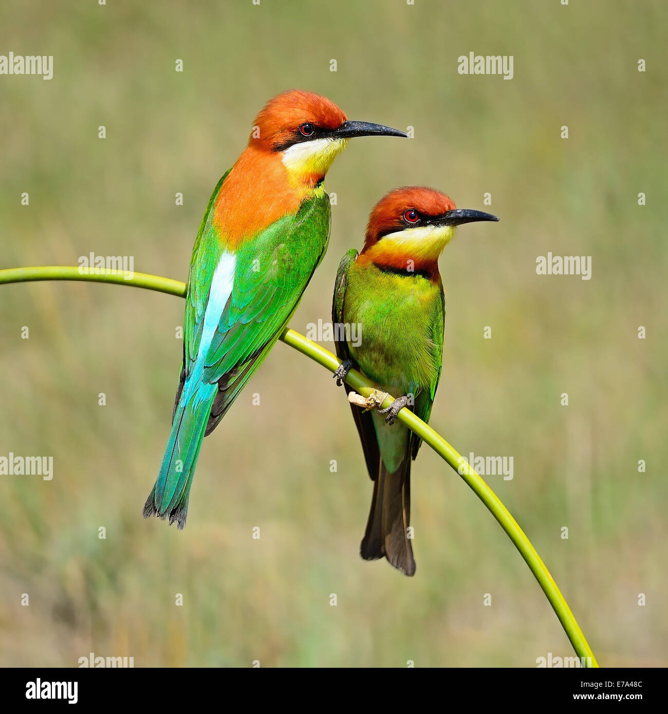 Coloratissimo gruccione bird, castagne e intitolata Gruccione (Merops leschenaulti), seduto su un ramo Foto Stock