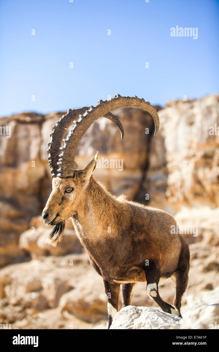 Maschio Ibex Nubiano (Capra ibex nubiana), in piedi sul bordo del cratere di Ramon, deserto del Negev, Israele Foto Stock