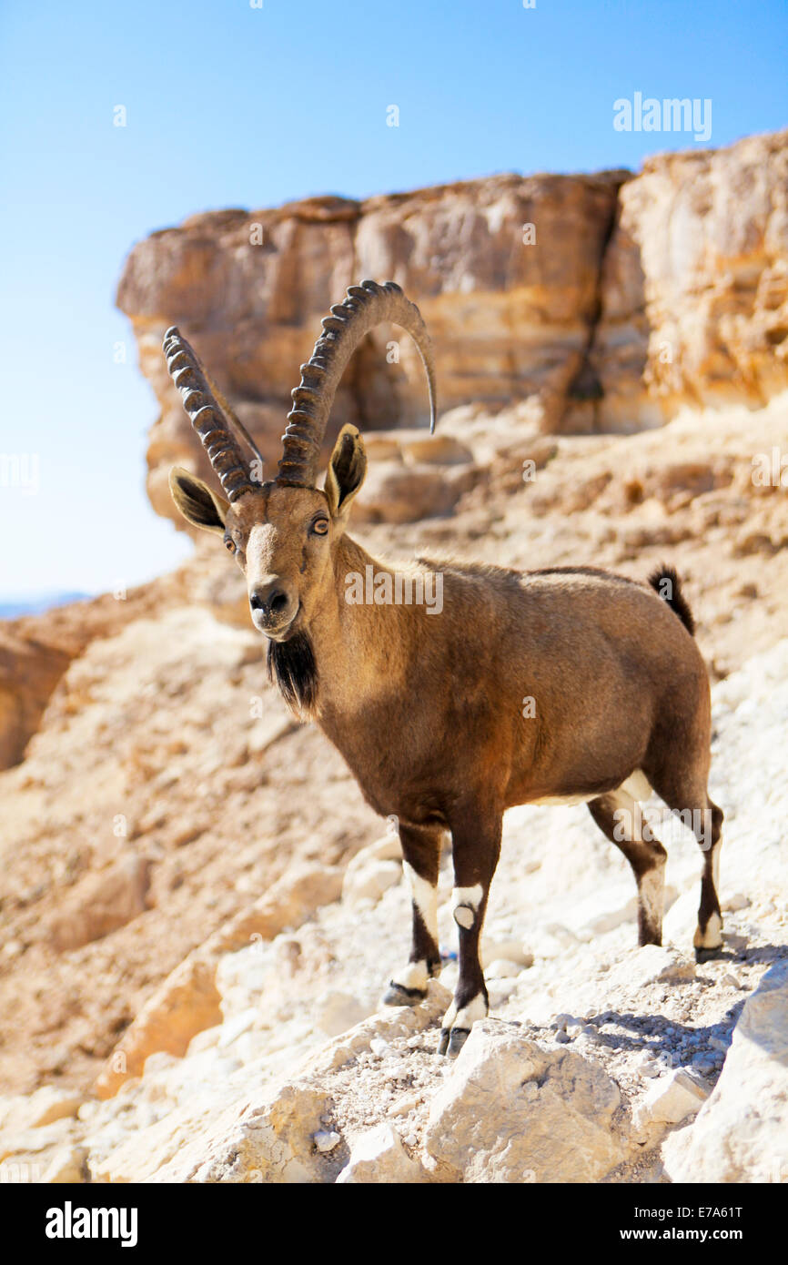 Maschio Ibex Nubiano (Capra ibex nubiana), in piedi sul bordo del cratere di Ramon, deserto del Negev, Israele Foto Stock