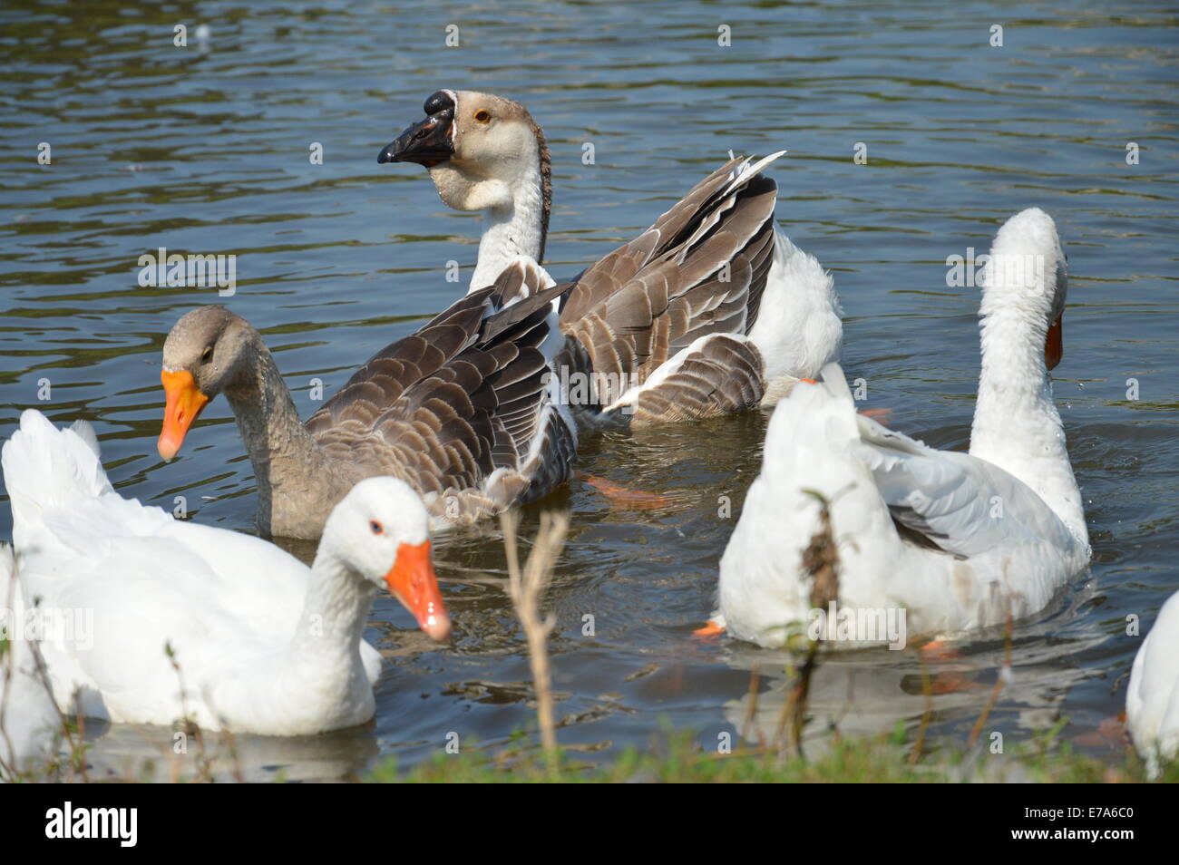 Animali bird Anatra Anatra e venire in acqua di fiume e nuotare un po' Foto Stock