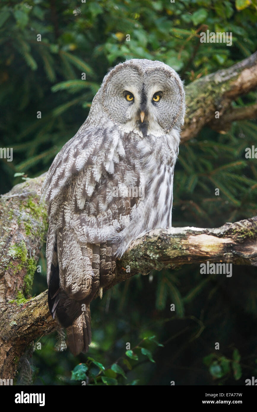 Grande Grigio Allocco (Strix nebulosa), captive, Bassa Sassonia, Germania Foto Stock