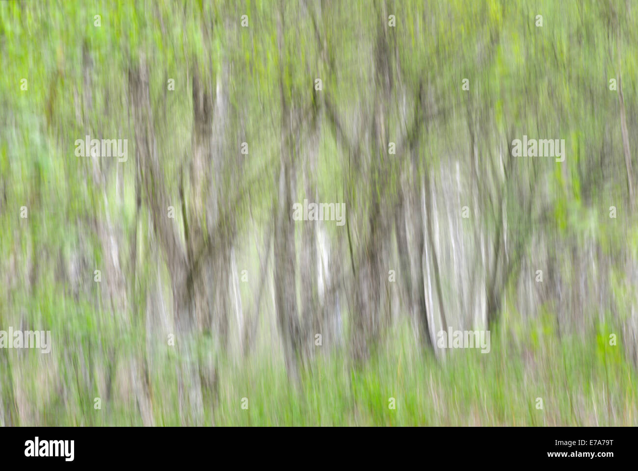 Argento betulle (Betula pendula), abstract, Sassonia, Germania Foto Stock