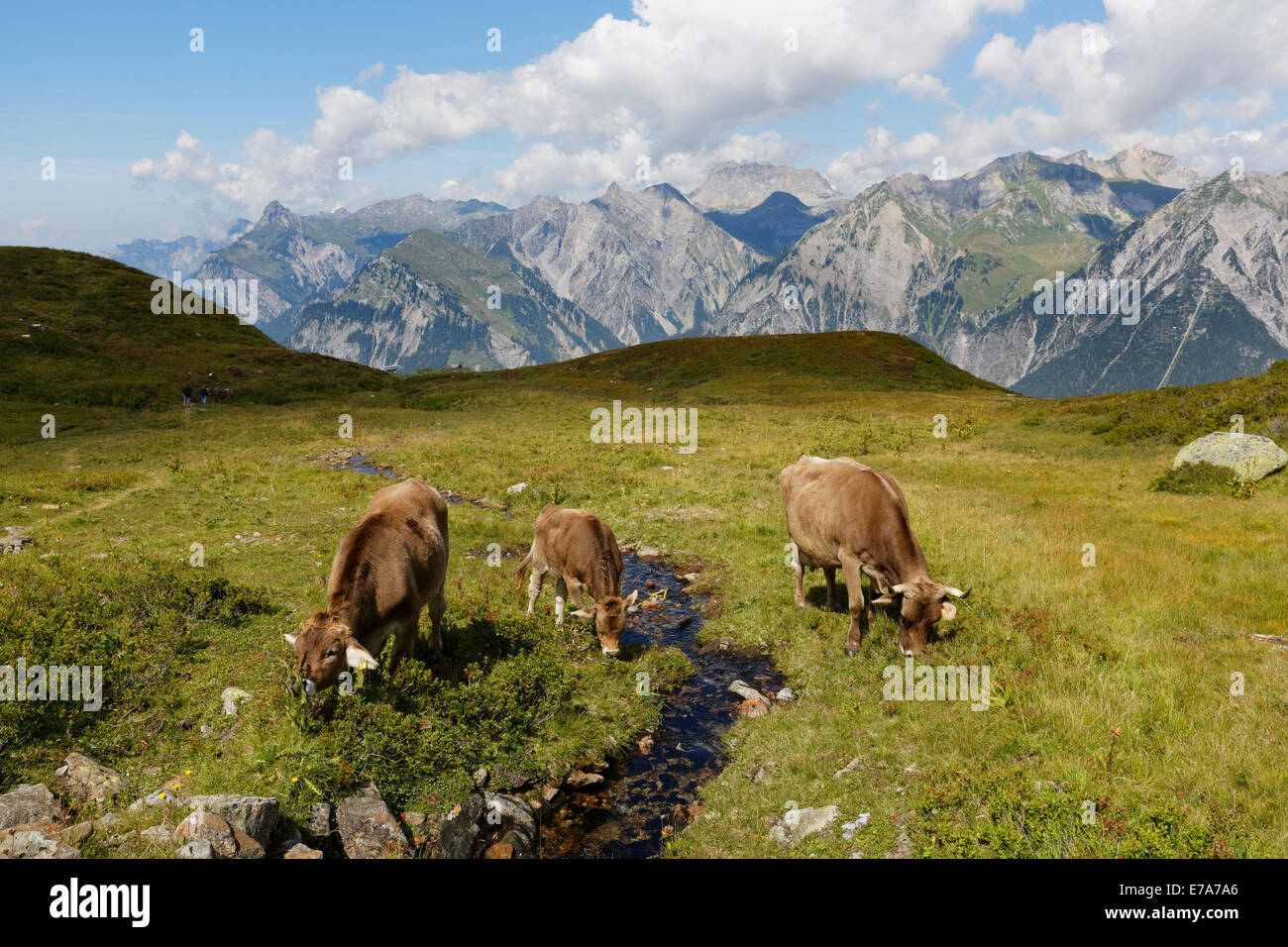 Le mucche al pascolo su un torrente di montagna, Sonnenkopf montagna, Eisentaler Gruppe montagne, Verwall montagne, Lechquellen montagne a Foto Stock