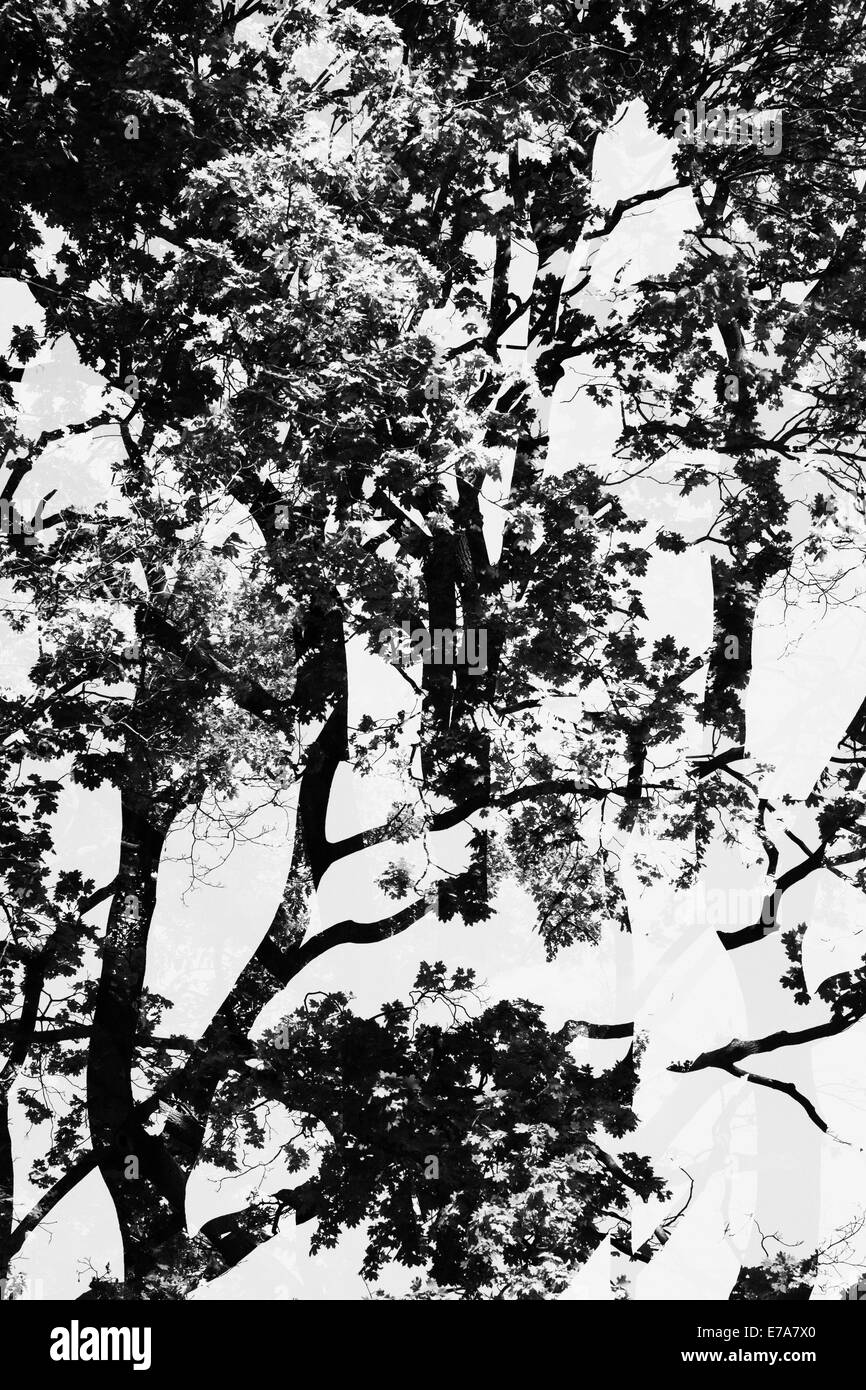 La doppia esposizione di alberi da sotto Foto Stock