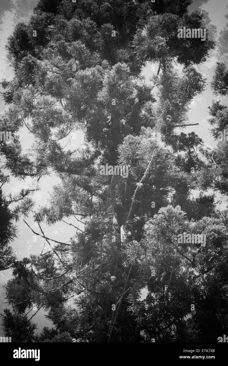 Basso angolo di visione degli alberi Foto Stock