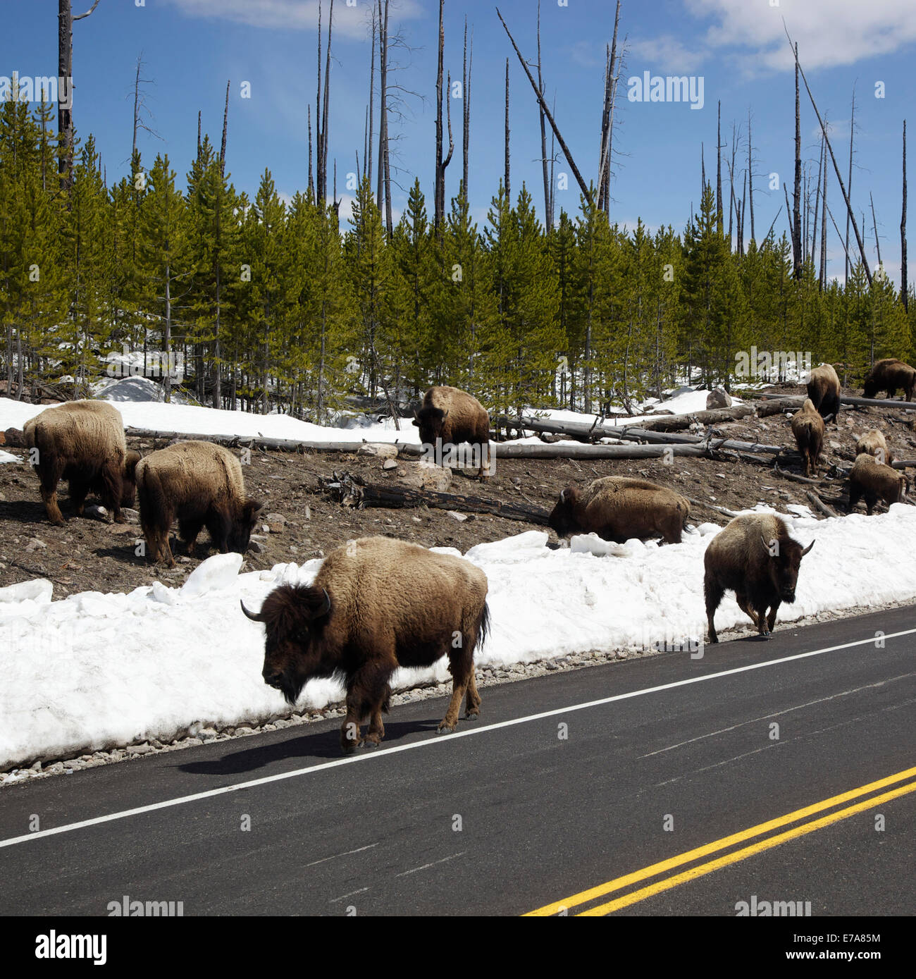 Una mandria di bisonti pascolando vicino al lato di una strada nel Parco Nazionale di Yellowstone, Wyoming Foto Stock Una mandria di bisonti pascolando vicino al lato di una strada nel Parco Nazionale di Yellowstone, Wyoming Foto Stock
