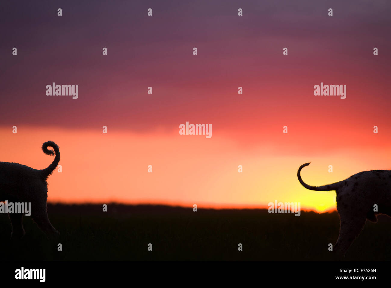 Due cani in piedi in direzione opposta al tramonto Foto Stock