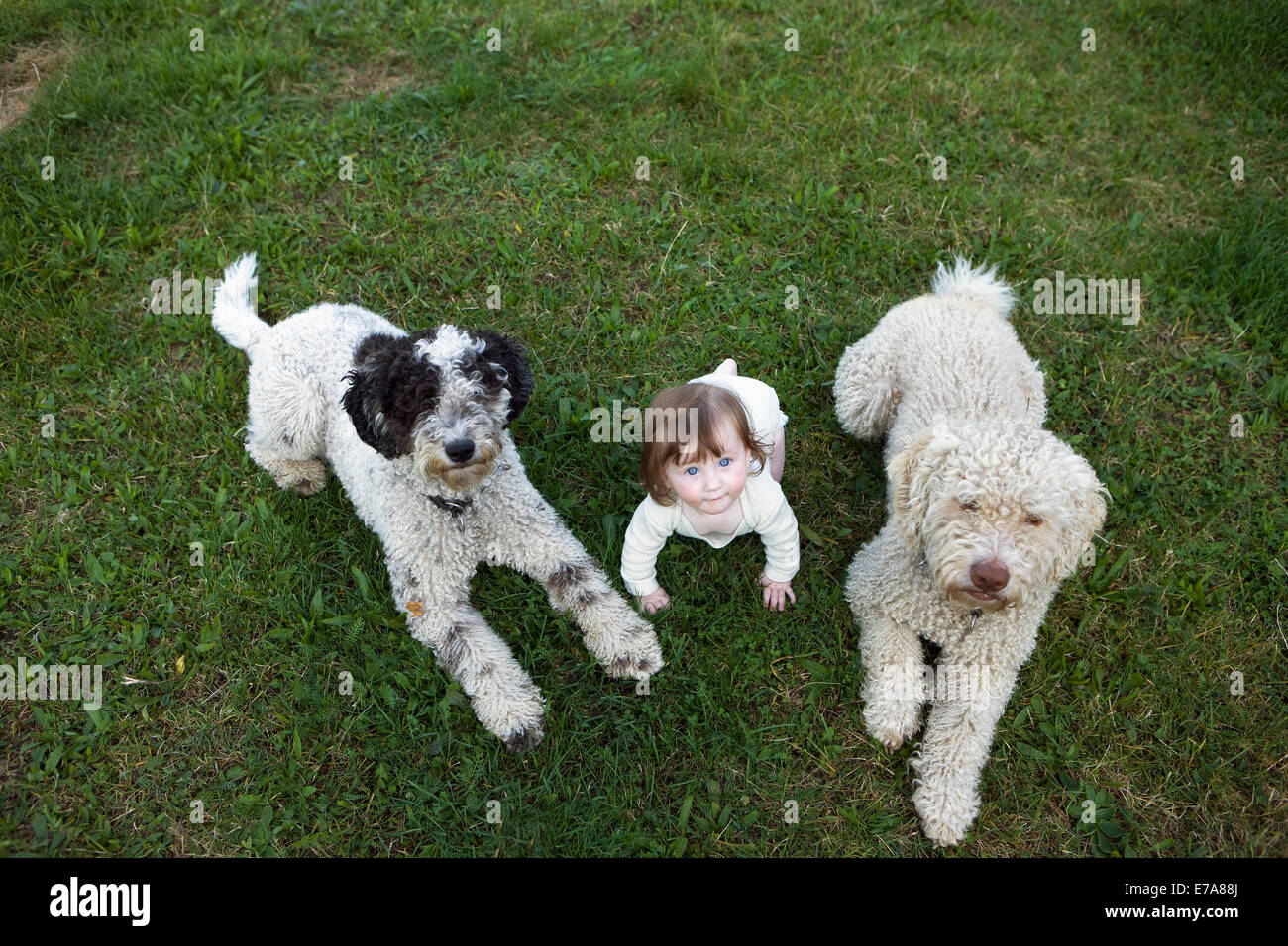 Bambina con acqua portoghese cani sdraiati sull'erba Foto Stock