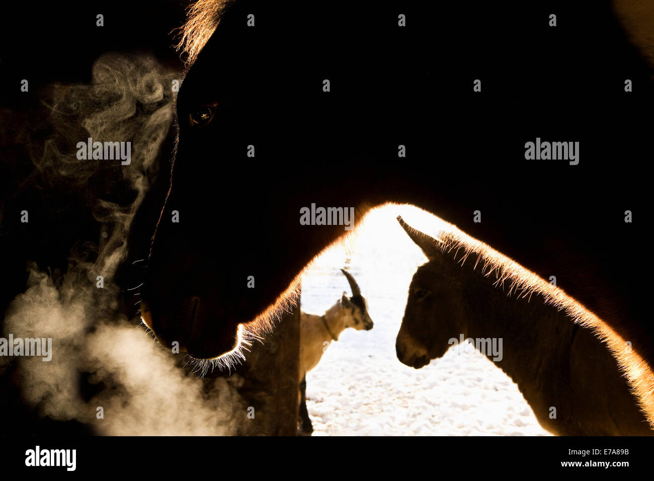 Gli animali in una stalla al mattino Foto Stock