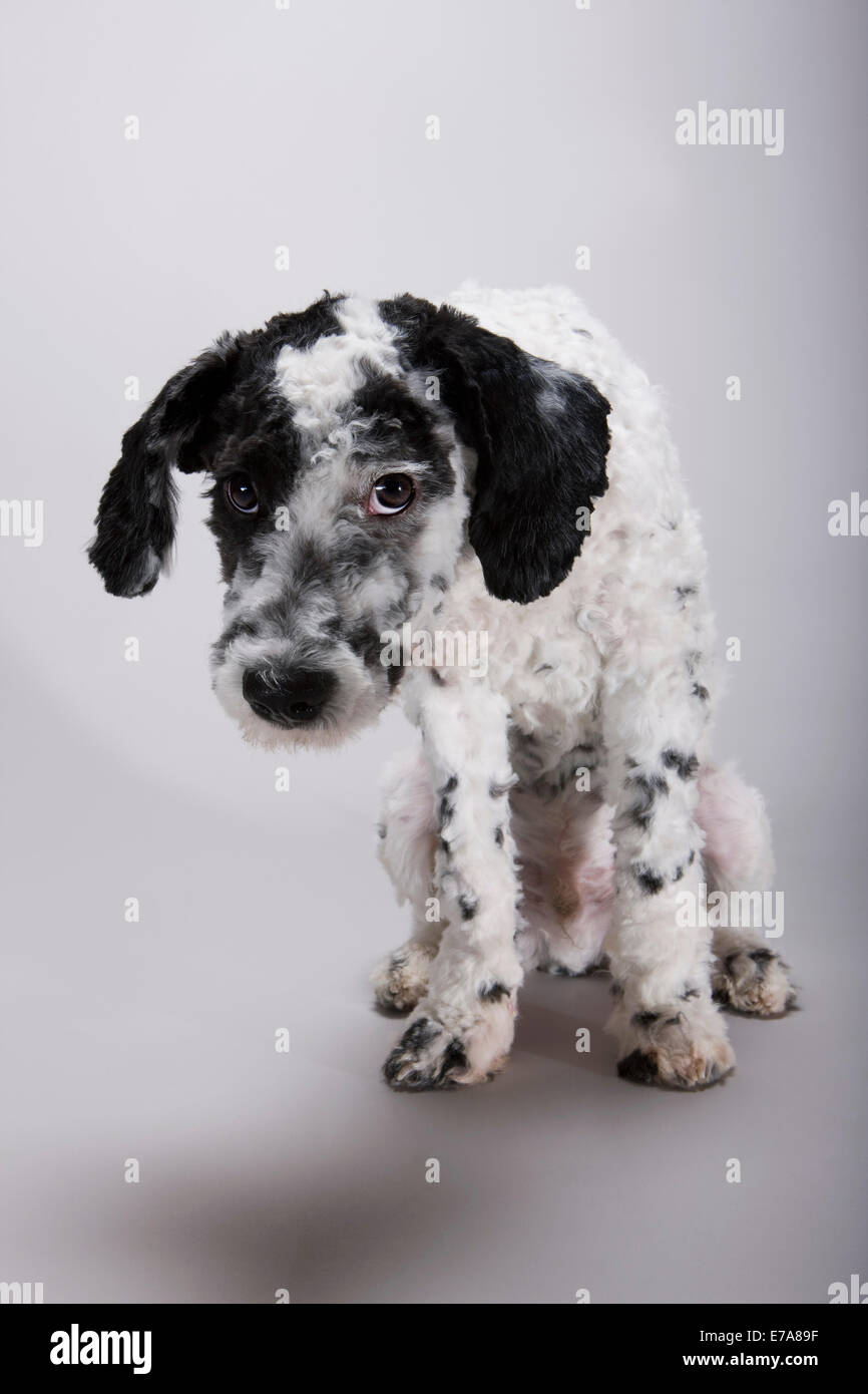 Un bianco e nero acqua portoghese cane con il suo capo appeso in vergogna Foto Stock