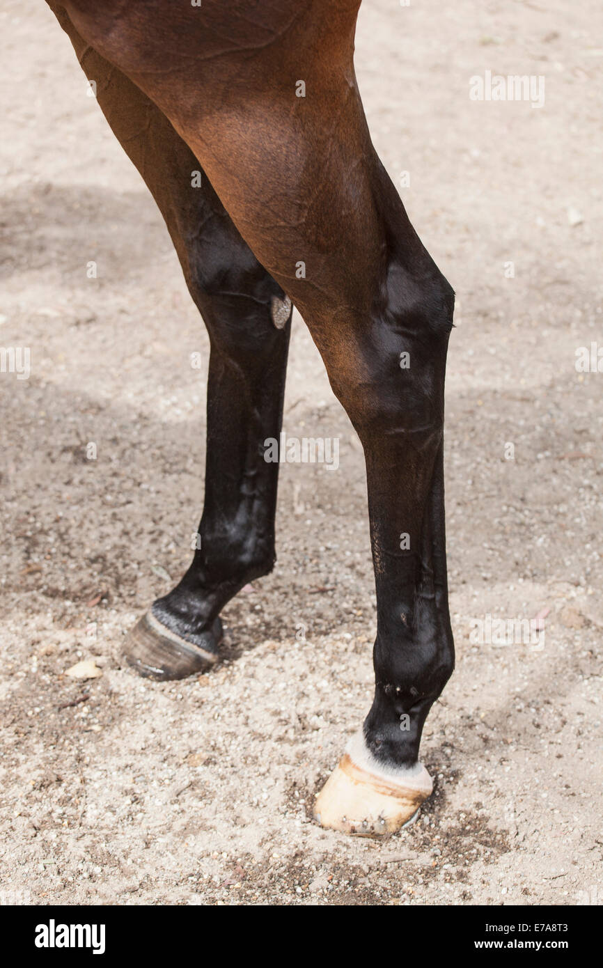 Sezione bassa del cavallo Foto Stock