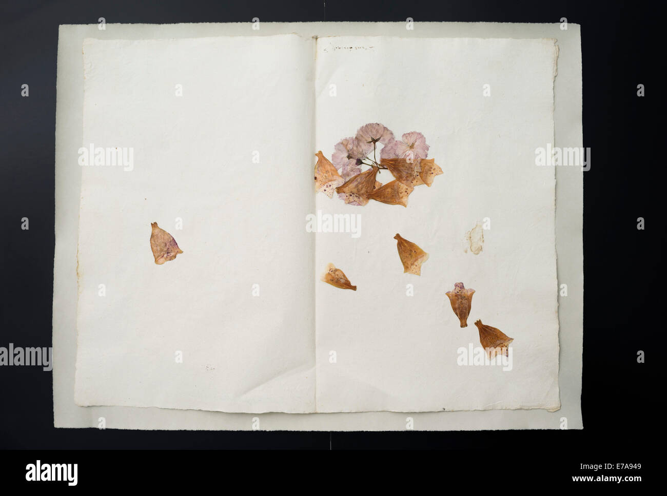 Essiccati petali di fiori sul libro aperto su sfondo nero Foto Stock