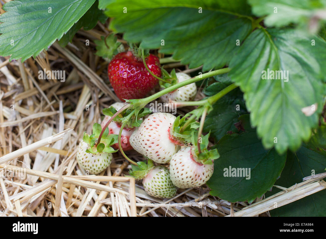 Mature e frutti immaturi fragole su impianto Foto Stock