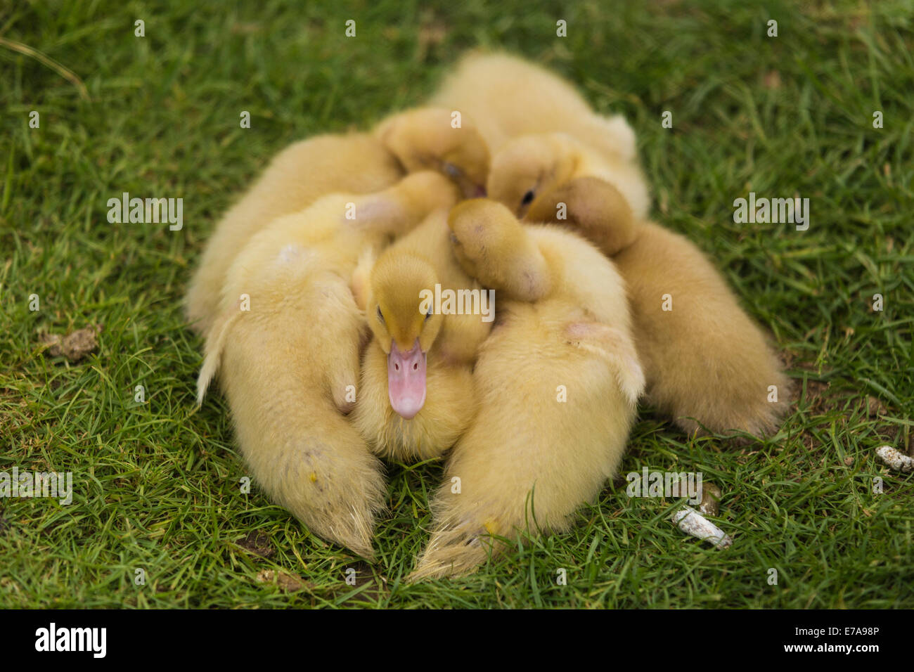 Moscovia anatroccoli (Cairina moschata), Wildfowl and Wetlands Trust, London Wetland Centre, Barnes, Londra, Inghilterra Foto Stock