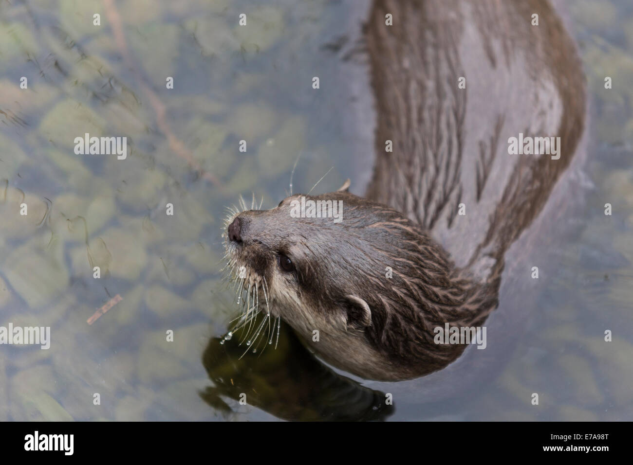Un piccolo orientale-artigliato lontra, Asian piccoli artigli, lontra (Aonyx cinerea), WWT London Wetland Centre, Barnes Foto Stock