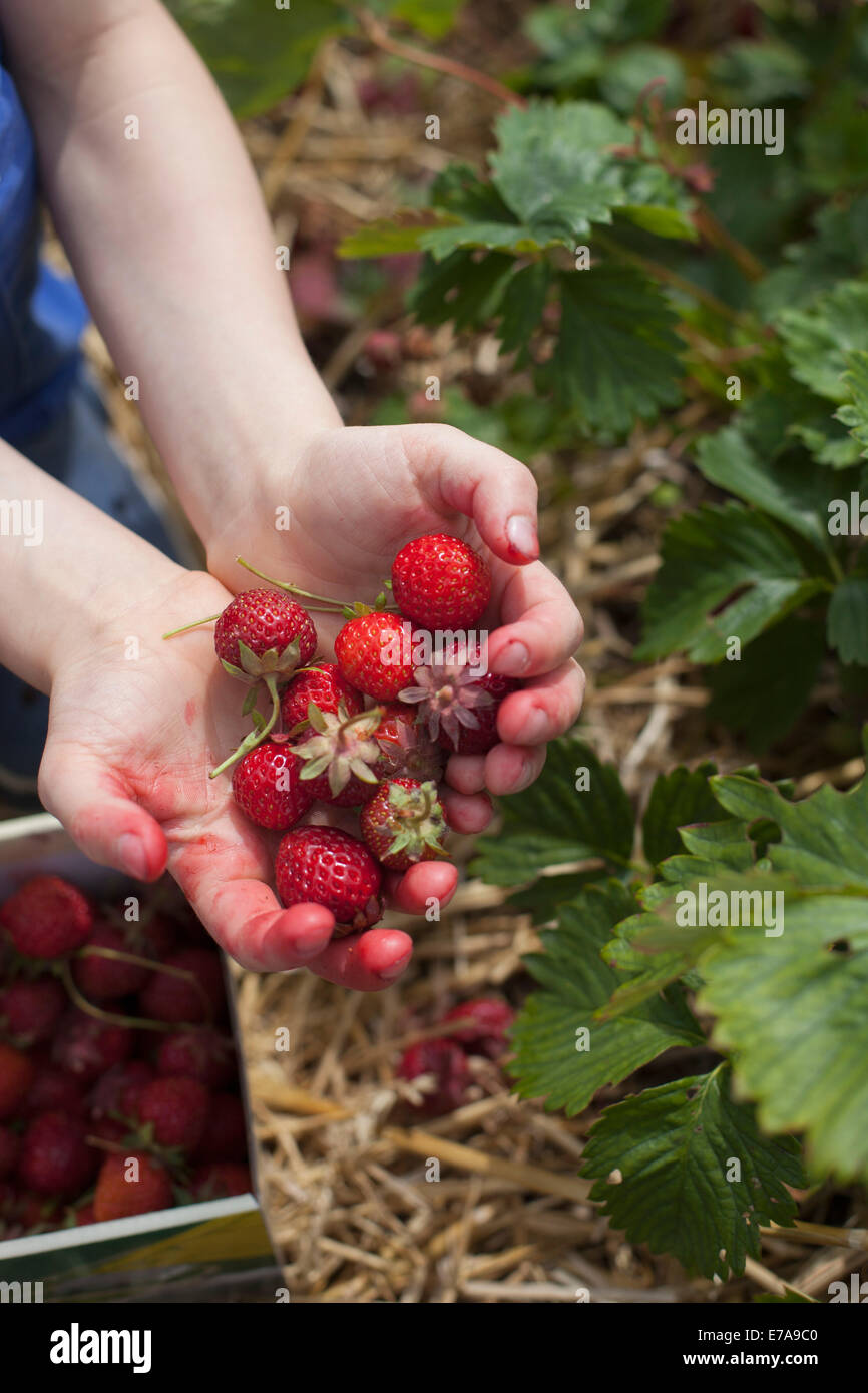Close-up di mani fragole appena raccolte nel campo Foto Stock